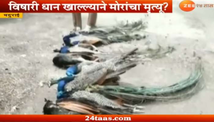 महाराष्ट्रानंतर आता मदुराईमध्ये ४७ मोर मृतावस्थेत 