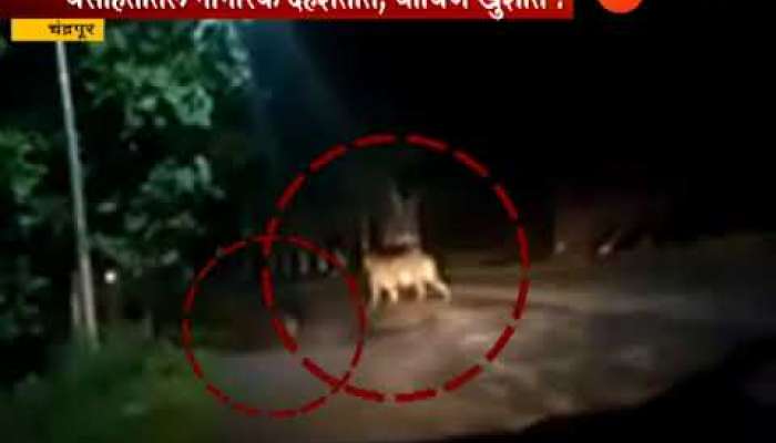 चंद्रपूर | चंद्रपूर शहरात वाघांचा मुक्तसंचार, नागरिकांमध्ये दहशत