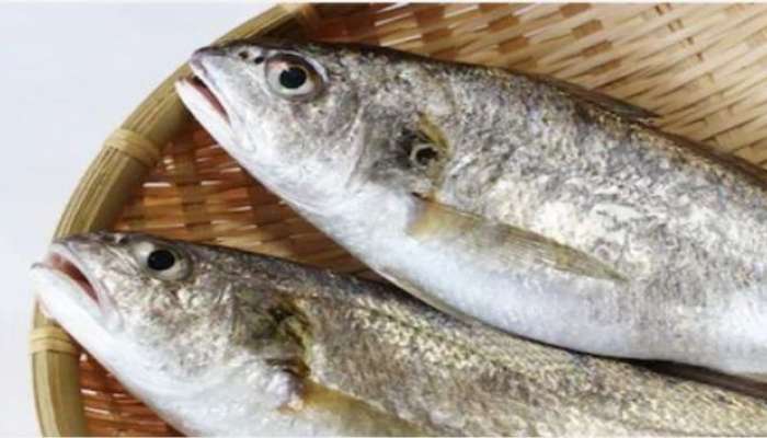 घोळ मासा खाण्याचे &#039;7&#039; आरोग्यदायी फायदे 
