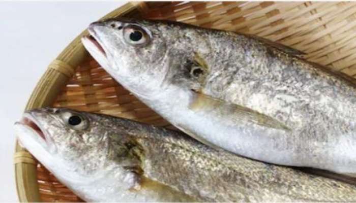 à¤ à¤³ à¤® à¤¸ à¤ à¤£ à¤¯ à¤ 7 à¤à¤° à¤ à¤¯à¤¦ à¤¯ à¤« à¤¯à¤¦ Health Benefits Of Eating Ghol Masa Or Jew Fish Health Tips In Marathi News In Marathi Mushi fry 10/12 pieces of shark fish 1 tbs lemon juice 1 tbs ginger garlic paste 1 ts kokam juice salt to taste 1 ts termeric powder 1. health benefits of eating ghol masa
