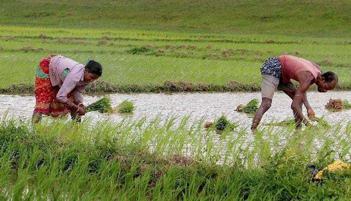  ग्रामीण भागातील शेतीच्या उत्पन्नात लक्षणीय घट, नाबार्डचा महत्त्वपूर्ण अहवाल