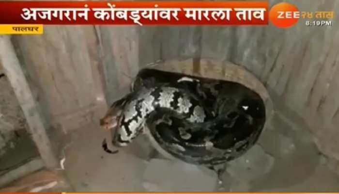 पालघरमधल्या घरात घुसला १३ फूटी अजगर , कोंबड्यावर मारला ताव