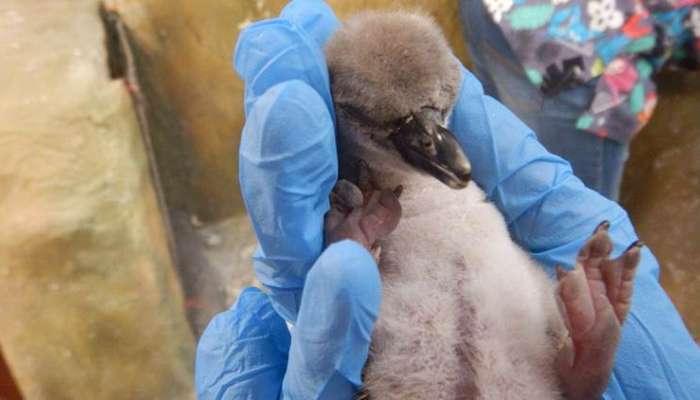 राणीच्या बागेतील पेंग्विनच्या नवजात पिल्लाचा मृत्यू