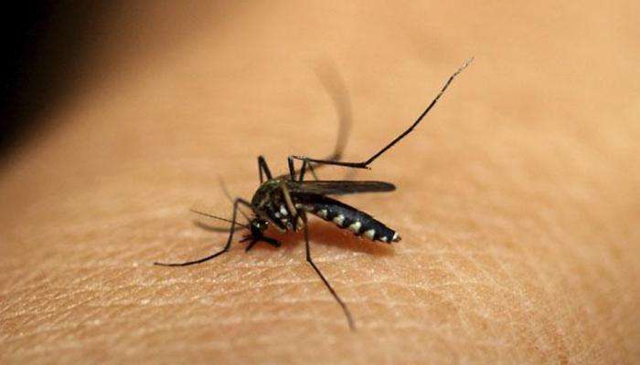डेंग्यूपासून मुक्त करतील हे 8 सुपरफूड 