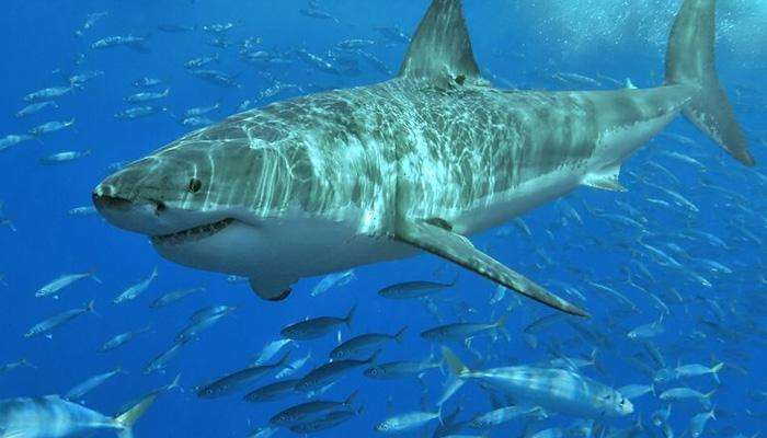 ८००० किलो शार्क माशाचे कल्ले जप्त