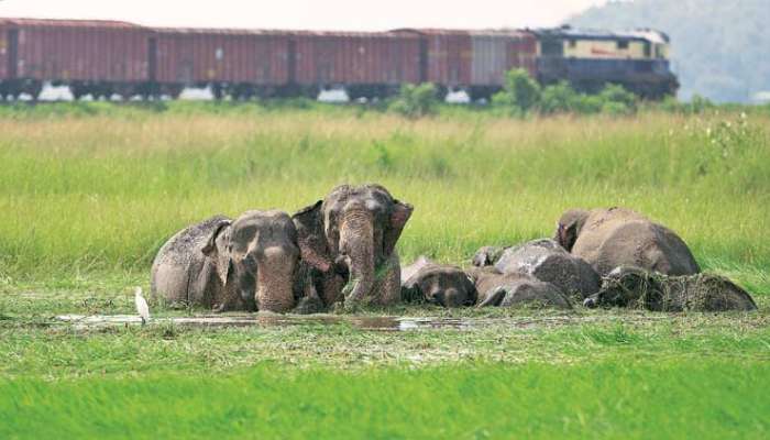 भन्नाट! हत्तींना ट्रॅकवर येण्यापासून रोखण्यासाठी रेल्वेचा &#039;प्लॅन बी&#039;