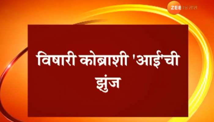 &#039;तिने&#039; आपल्या पिलांना वाचविण्यासाठी कोब्राशी दिला लढा