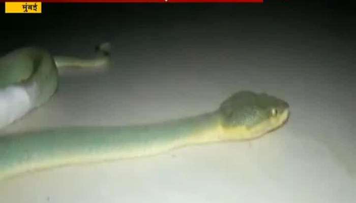 Mumbai,Chembur Doctor Save Injured Snake By MRI Scanning