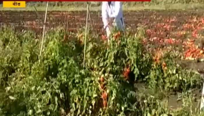  Beed,Patoda Farmers Thrown Out Tomato Due To Low Rate