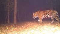 'ऑपरेशन टी-१'मध्ये न्यायालयाचा हस्तक्षेप 