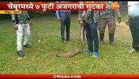 चेंबुरमध्ये 7 फुटी अजगराची सुटका 