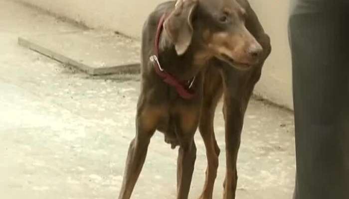 Mumbai Police Dog Who Sniffed Out Kurla Rapist Killer To Retire