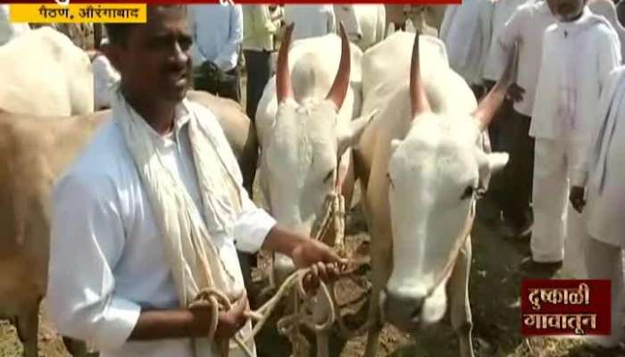 Aurangabad, Paithan Due To Drought Farmers Face Problem To Give Foods To Animals