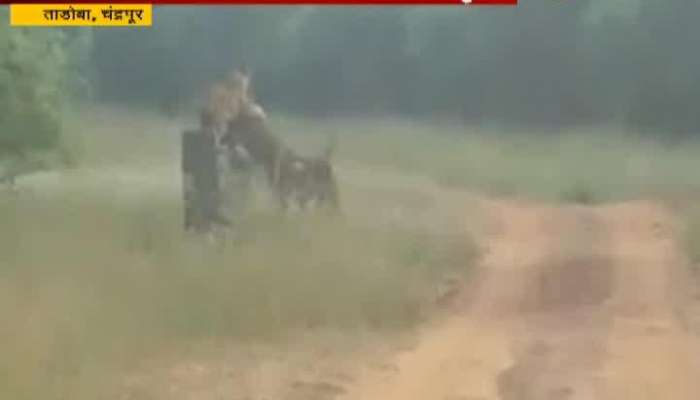 Chandrapur Tadoba Maya Tigress Playing With Cubs In Morning