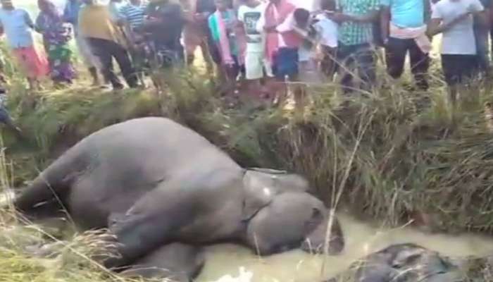 भुकेने व्याकुळ झालेल्या ७ हत्तींचा शॉक लागून मृत्यू