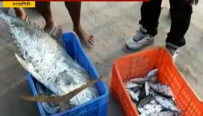 Ratnagiri Kokan Fish Banned In Goa