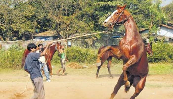 साताऱ्यात घोडे सफारीचा व्यवसाय बंद, पर्यटकांमध्ये नाराजी 