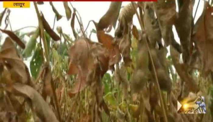 Latur Farmers In Problem As How To Celebrate Diwali In Drought