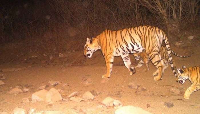 &#039;वाघिणीचा पुळका असणाऱ्यांनी गावामध्ये राहून दाखवावं&#039;