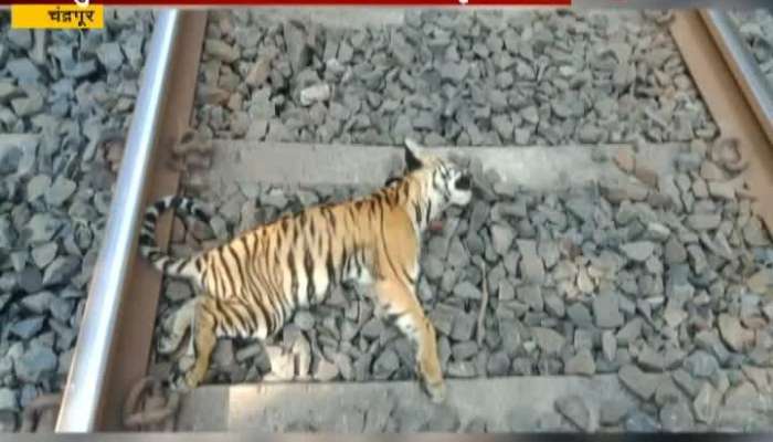 Chandrapur Two Tiger Cubs Found Dead On Railway Tracks Chandrapur Two Tiger Cubs Found Dead On Railway Tracks