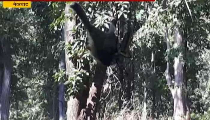 Melghat Big Bird Stuck In Giant Spider Web