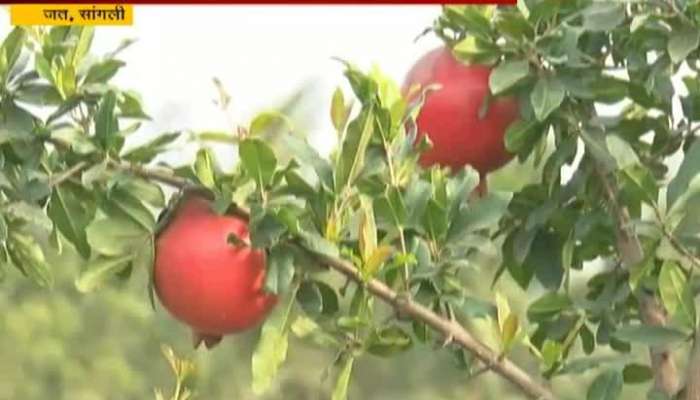 Sangli Jat Mali Family Success Story For Farming Pomegranate On Drought Region.