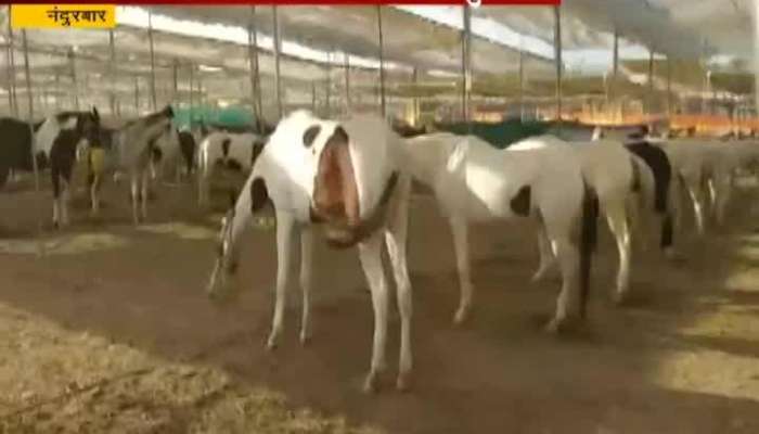 Nandurbar Horse Market Start In Sarangkheda