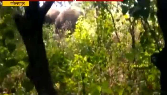 Kolhapur Elephant Destroying Farms.