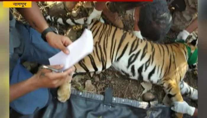 Nagpur Forest Department In Search Of T1 Tigress Cubs