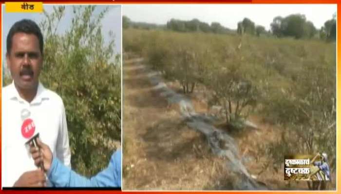  Beed Fruit Farm Farmers Affected From Drought As Water In The Region