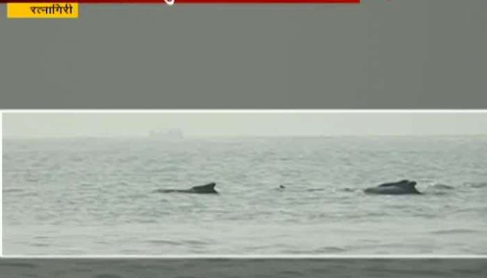 Ratnagiri Tourist Crowd For Dolphin Darshan