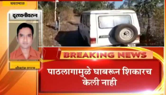 Yavatmal Search Operation For Tigress Avni_s Male Cub Put On Hold For Strategic,Technical Reasons Update