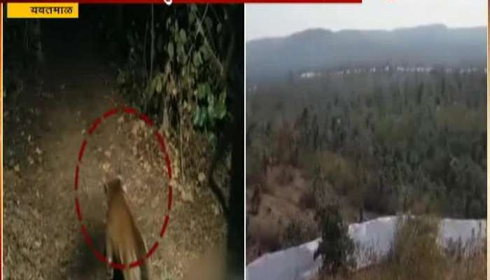 forest dept paused search for male cube of Avani tigress 