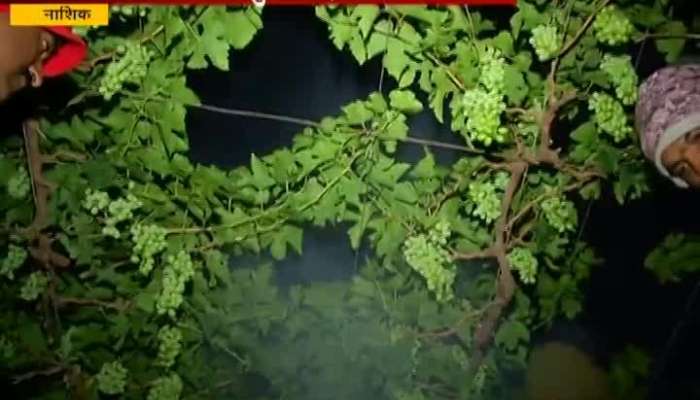 Nashik Drop In Temperature Affetc On Grapes Production