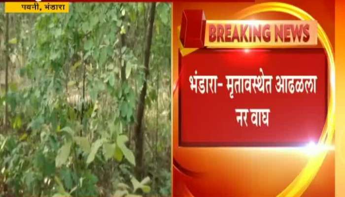 Bhandara Pavani Male Tiger Found Dead