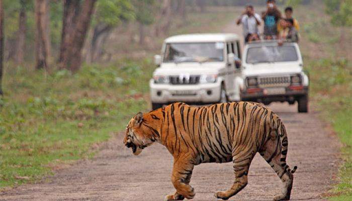 नववर्षाच्या पुर्वसंध्येला ताडोबा फुल्ल, पर्यटकांना व्याघ्रदर्शन 