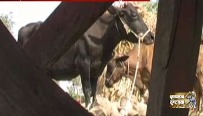 Maharashtra Fodder Camp To Look 200 Cows To Stop Corruption