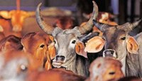 मोकाट जनावरांच्या हल्ल्यात शाळेत जाणारा मुलगा बेशुद्ध