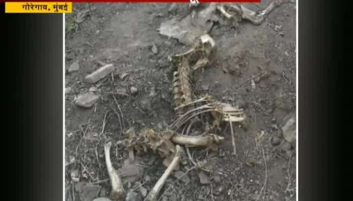 Leopard Deer Carcasses Found At Film City In Mumbai 5 Men Arrested