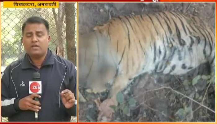 Amravti Tiger Death