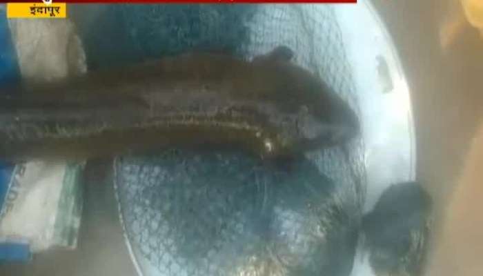 indapur aher fish sold out for 13 thousand