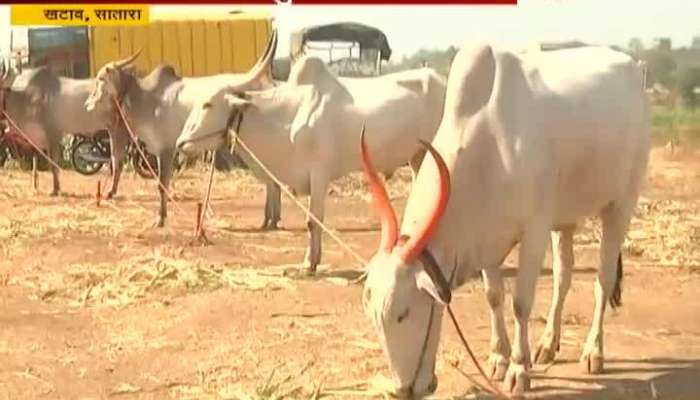 satara khatav animal market business affected due to drought