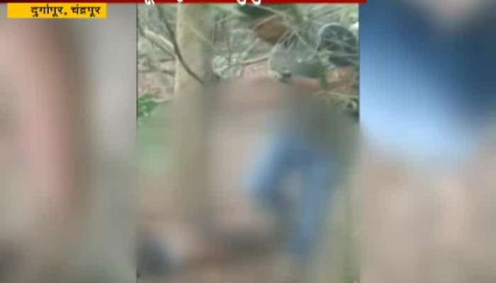 chandrapur one dead in an attack by tiger