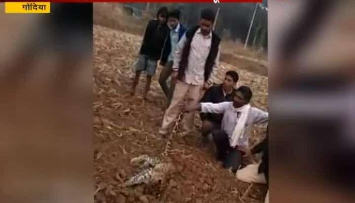Gondiya Group Of People Harassing Leopard Cub Which Later Died