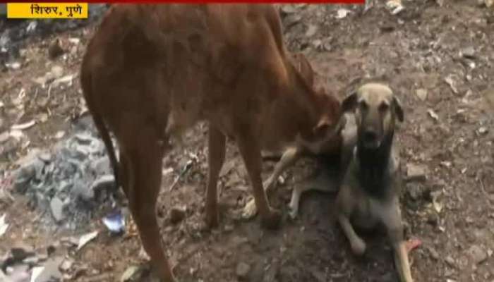 Pune shirur dog feeds cows calf