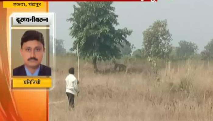 Chandrapur,Halda 45 yr Man Killed In Tiger Attack