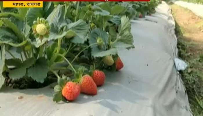 Strawberry plantation in Konkan