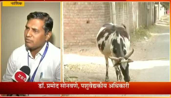 Nashik Mahapalika Working On Stray Animals After Zee Helpline News