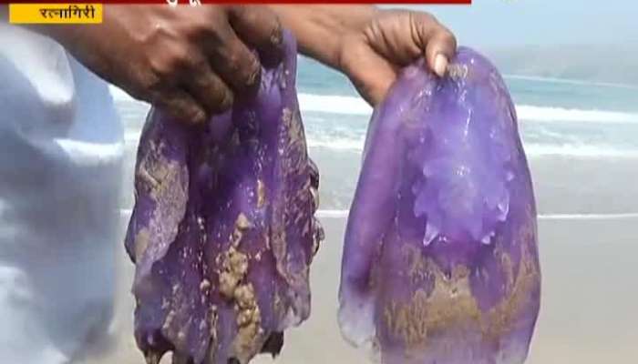 Ratnagiri Lions Mane Jellyfish Found On Beach Laying Dead Need To Study The Reasons Behind It