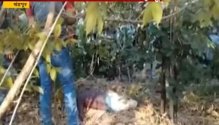 chandrapur farmer dead in tiger attack
